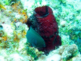 Damselfish and Strawberry Sponge IMG 9323